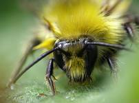 Bombus