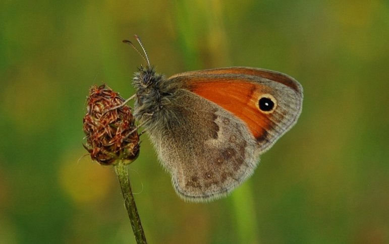 Strzępotek ruczajnik (Coenonympha pamphilus)