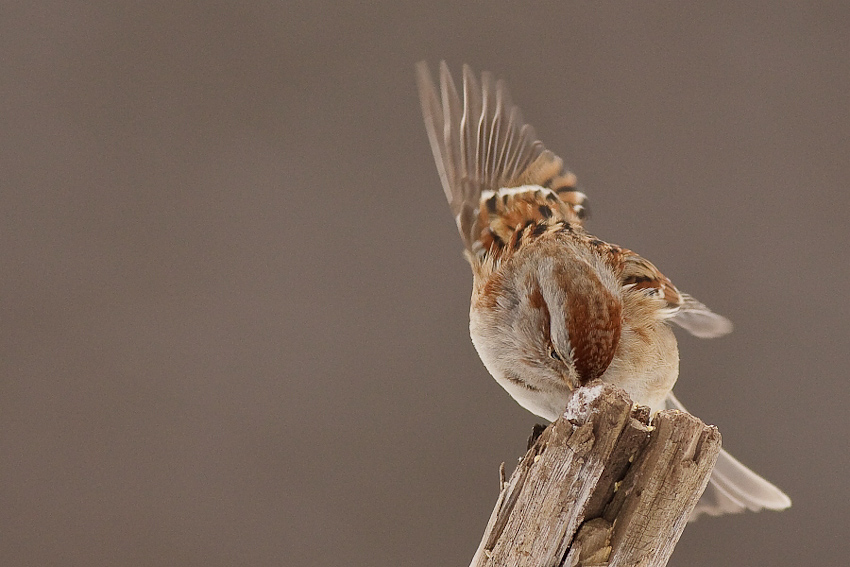 American Tree Sparrow