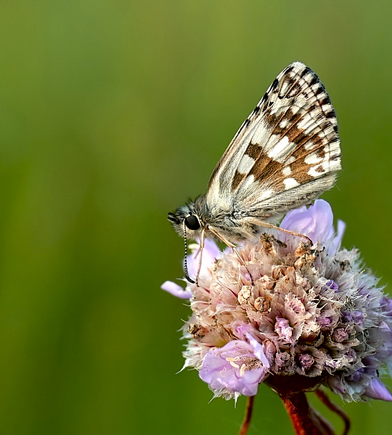 Powszelatek Malinowiec