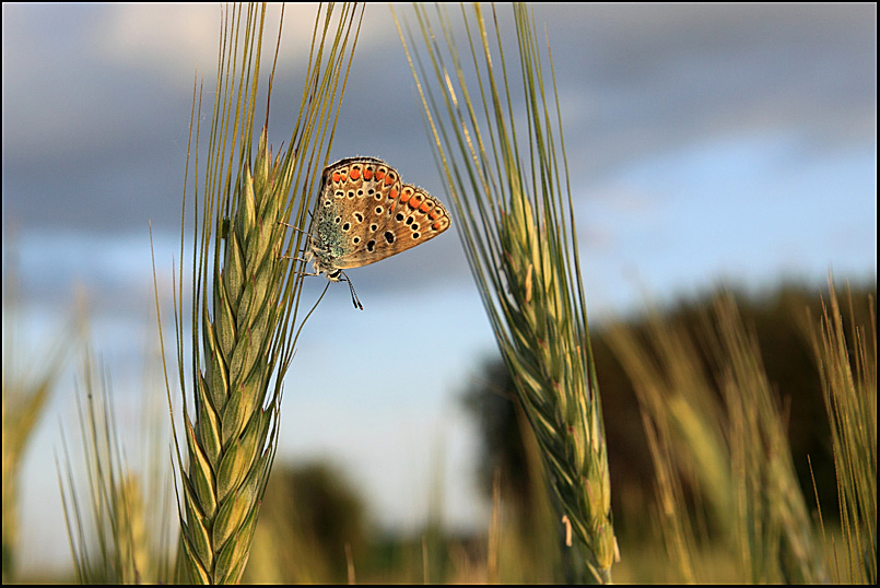 motyl...