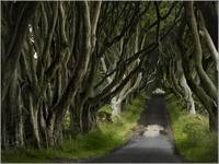 The Dark Hedges