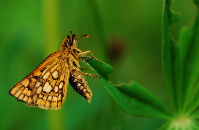 kosternik palemon  (Carterocephalus palaemon) - na krawędzi