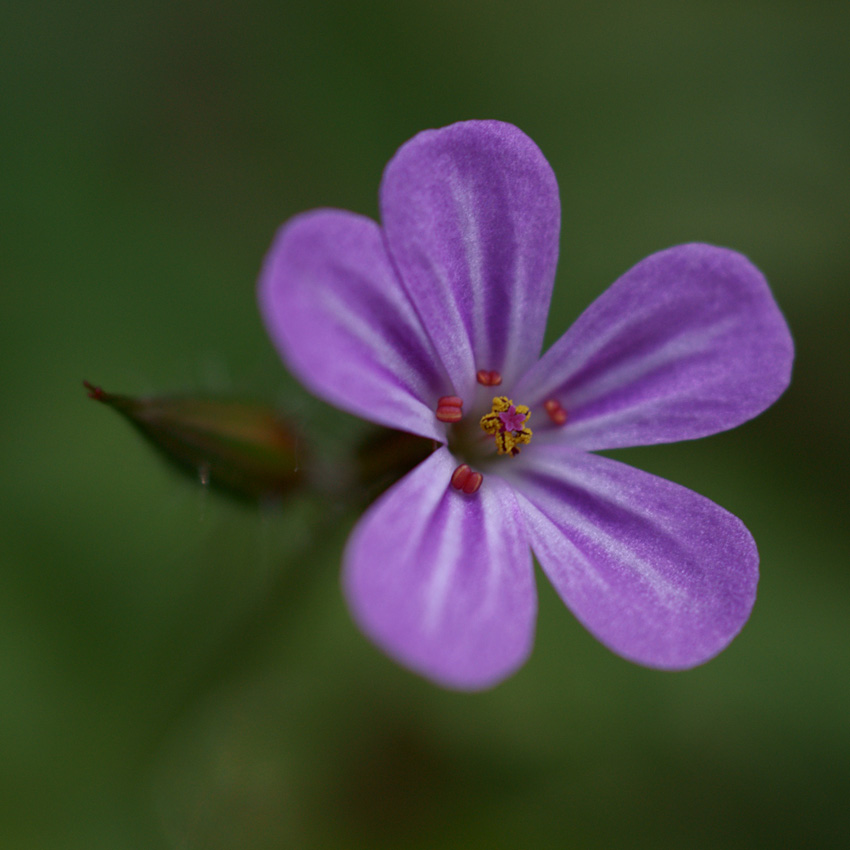 Geranium palustre