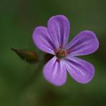 Geranium palustre