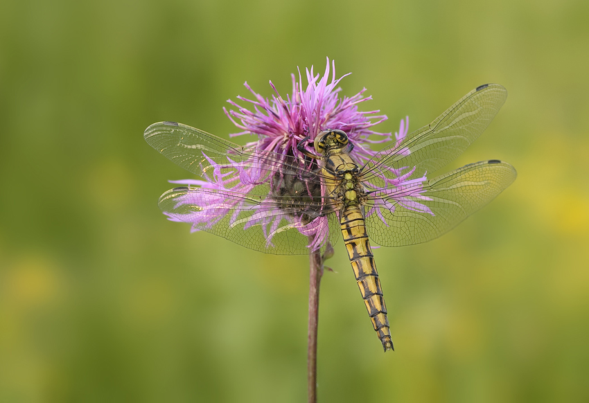 Lecicha pospolita