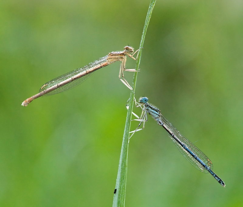 Poranny duet