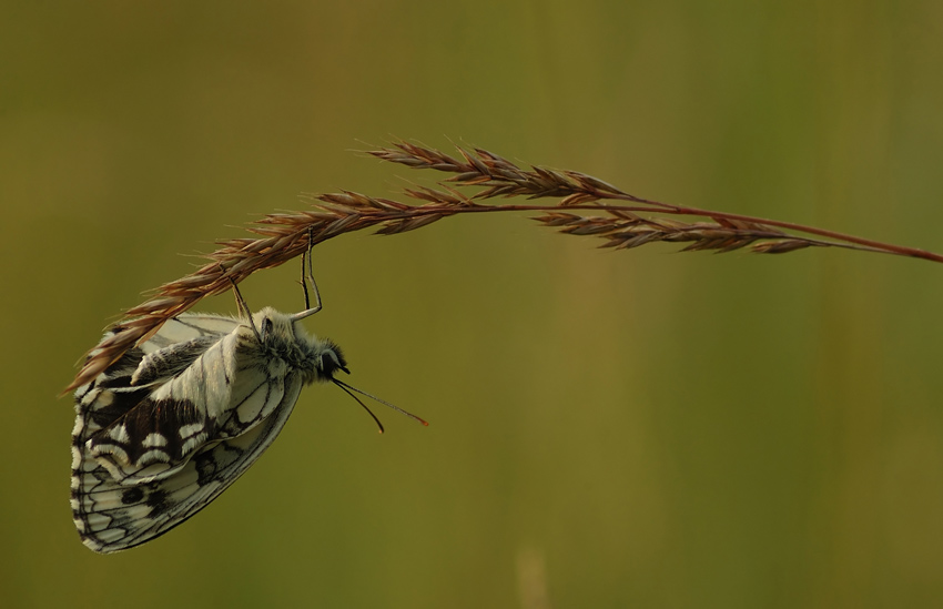 motyl