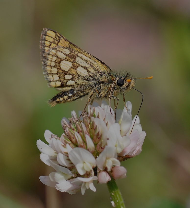 Kosternik Palemon