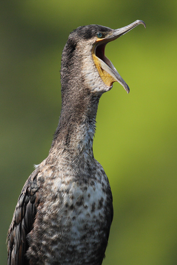 Kormoran - śpiewać każdy może... ?