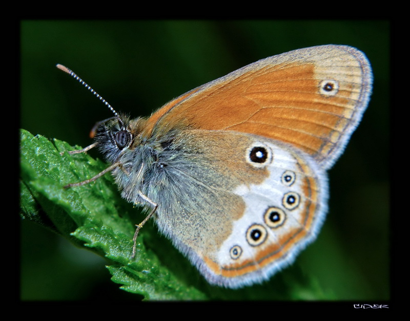 motyl