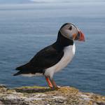 Maskonur (Fratercula arctica) - Wyspa Skellig, Irlandia