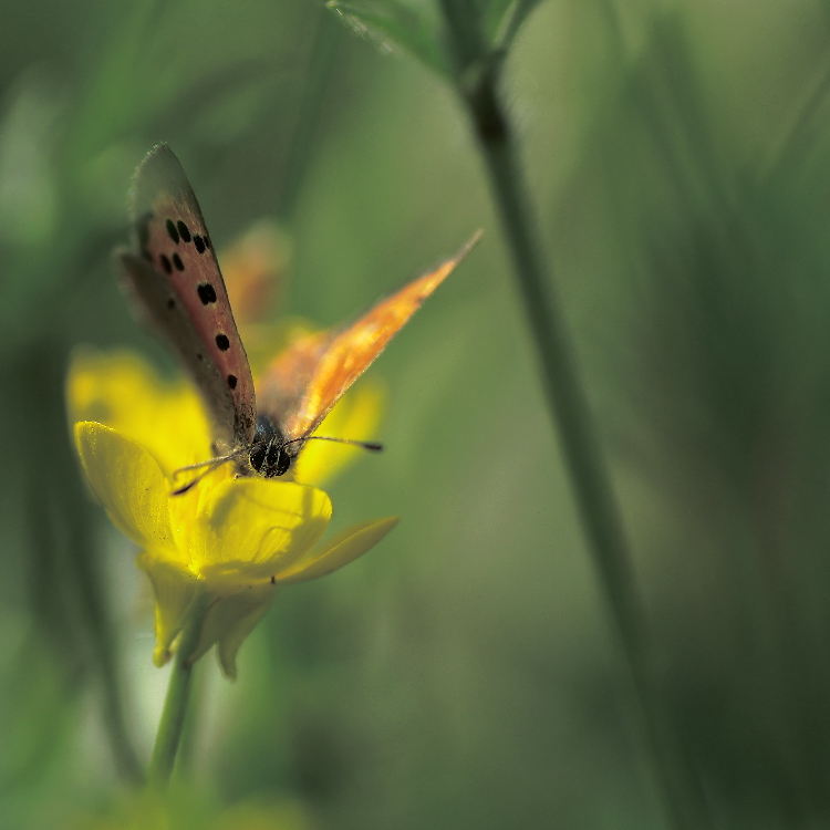 motyl