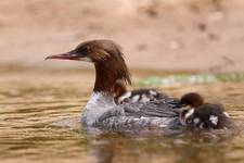 Tracz nurogęś Mergus merganser