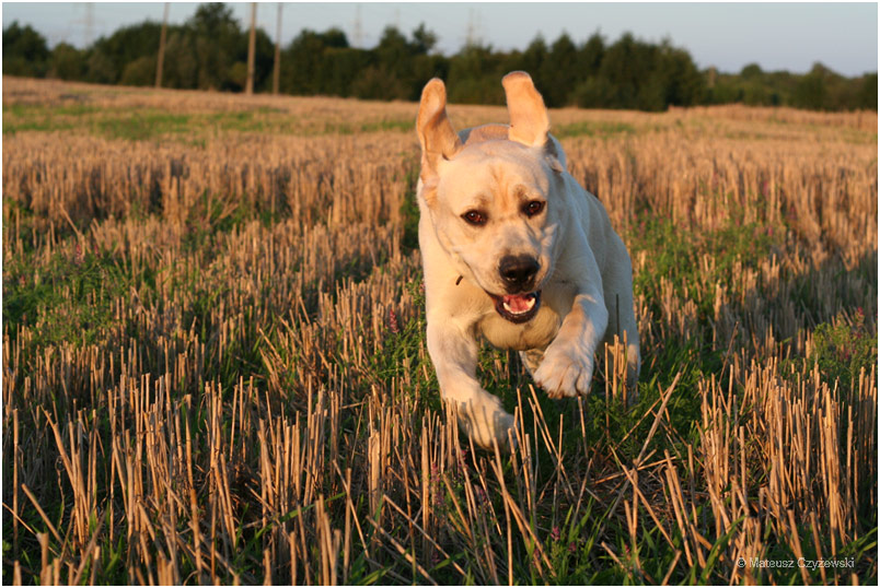 Labrador Cezar