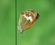 Strzępotek perełkowiec (Coenonympha arcania)