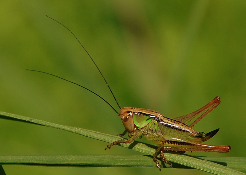 Polnik kolny