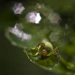 Spider forest