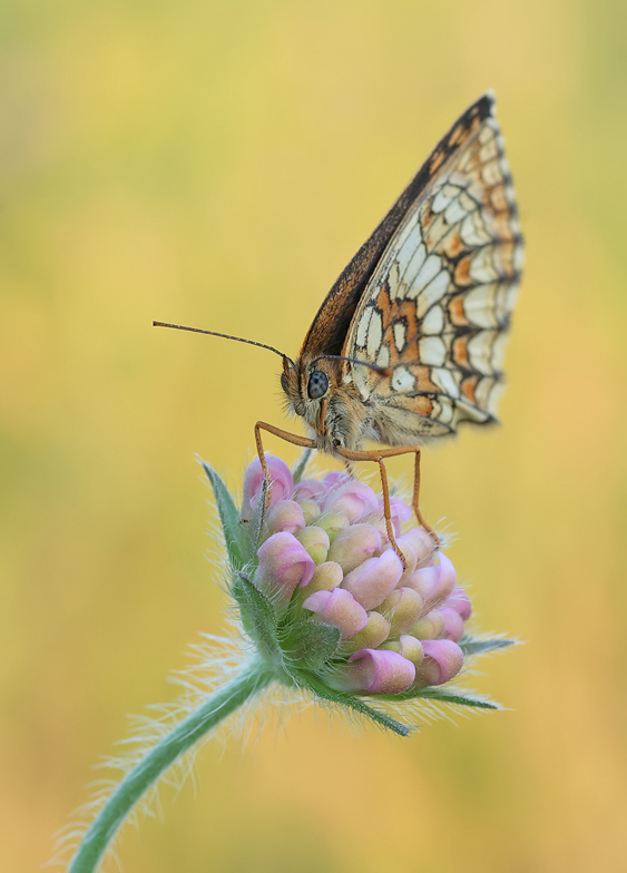 Przeplatka atalia