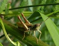 grasshopper