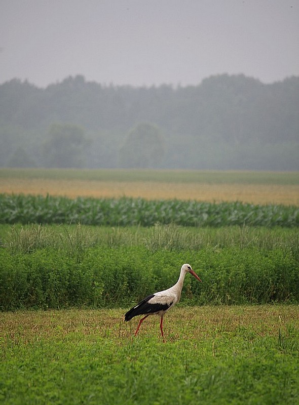 Polski krajobraz