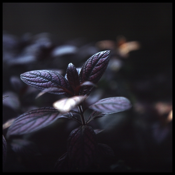 strobilanthes dyeraus. acanthaceae