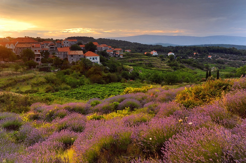 Lavender evening