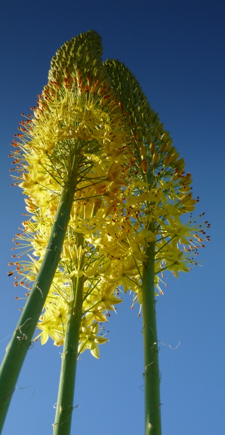 Pustynnik wąskolistny - Eremurus stenophyllus