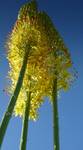 Pustynnik wąskolistny - Eremurus stenophyllus