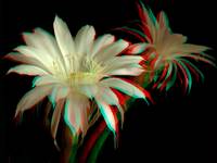 Echinopsis 3D