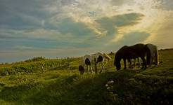 Iceland - the little dream