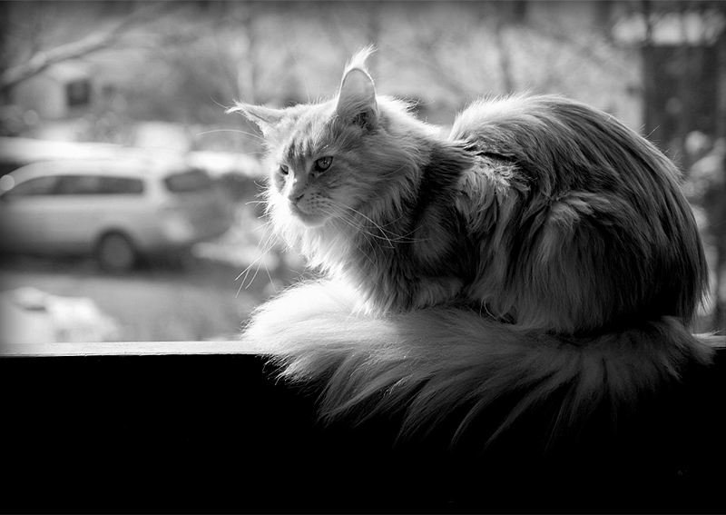 maine coon