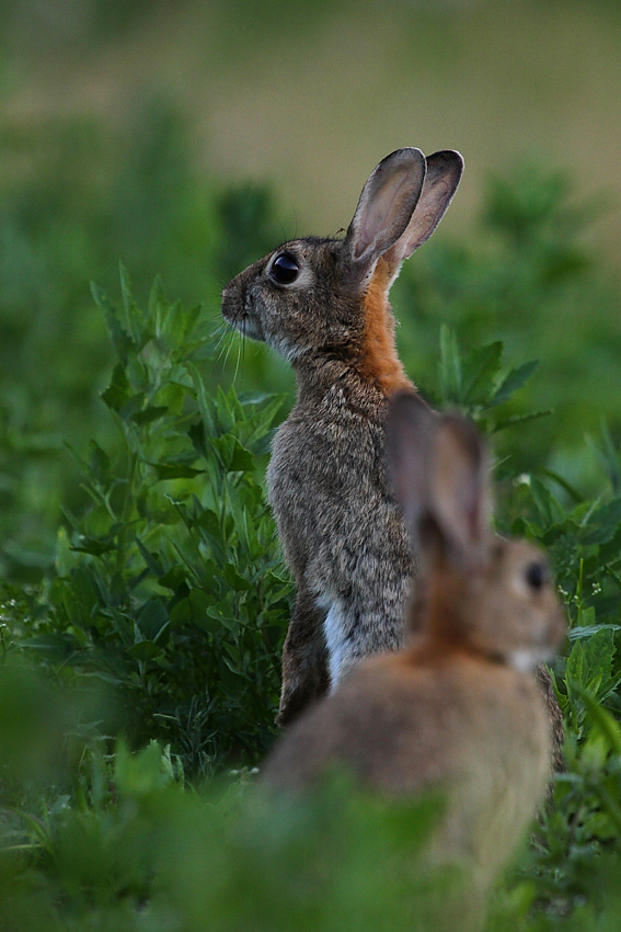 Zając Lepus europaeus