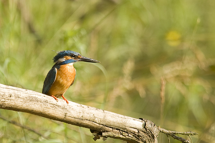 Zimorodek - Alcedo atthis