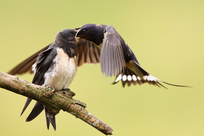 Dymówka Hirundo rustica