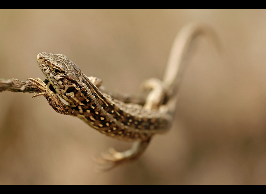 Lacerta agilis