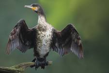 KORMORAN suszenie klasyczne