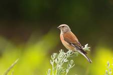 Makolągwa Carduelis cannabina