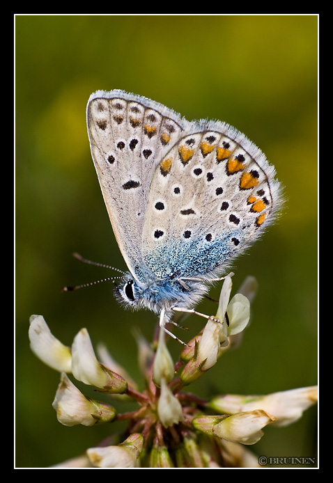 Polyommatus icarus