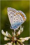 Polyommatus icarus