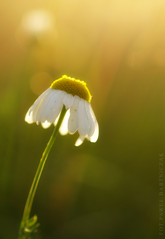 \"kwiatowo\" - sunset flower