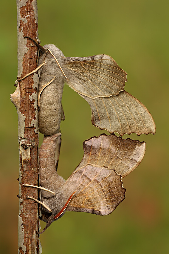 Nastrosz topolowiec