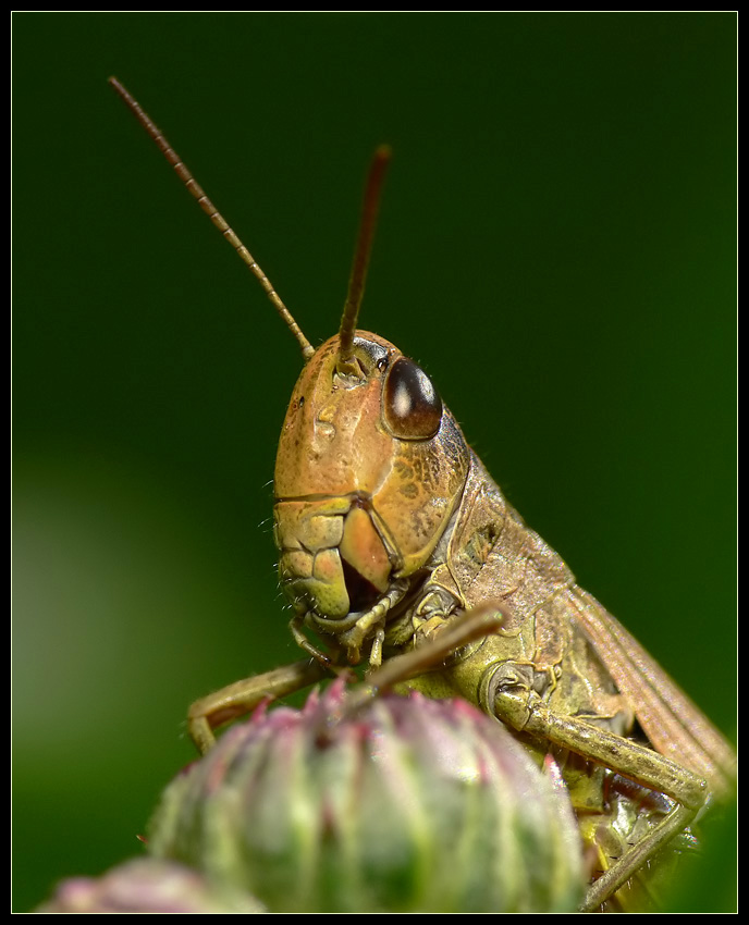 Łąkowy portret