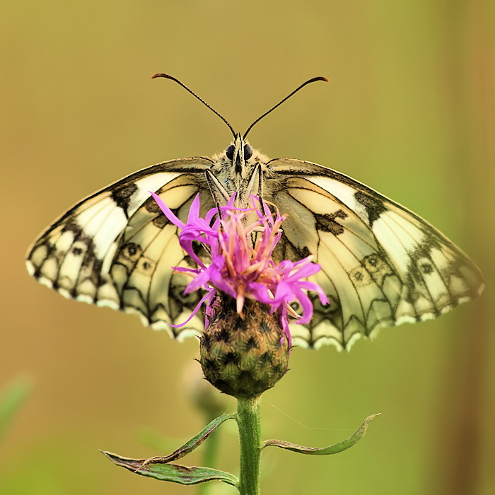 Szachownica galatea