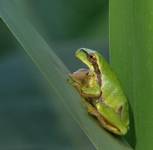 Hyla arborea