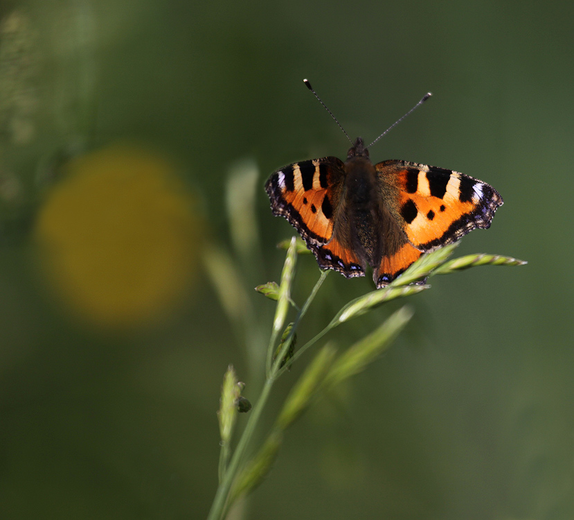 Aglais