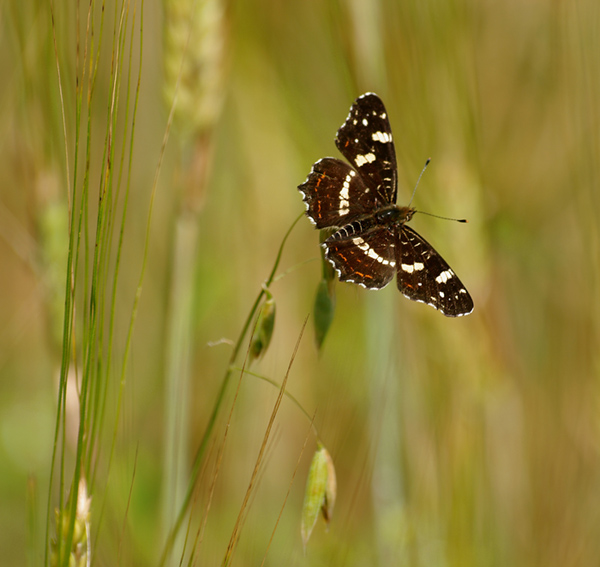 motyl