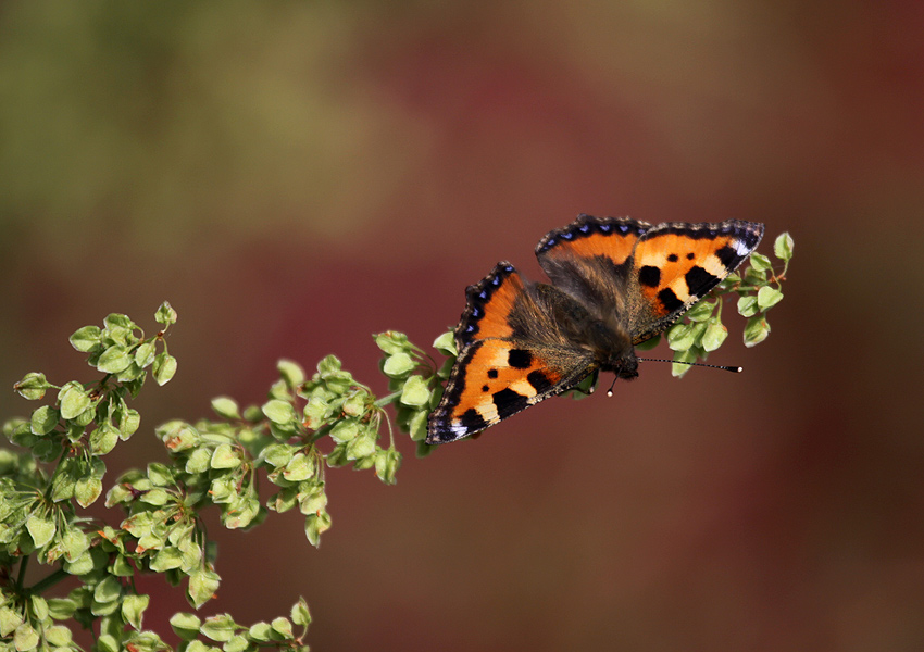 Aglais II