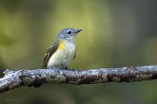 Lasowka szkarlatna, American Redstart,