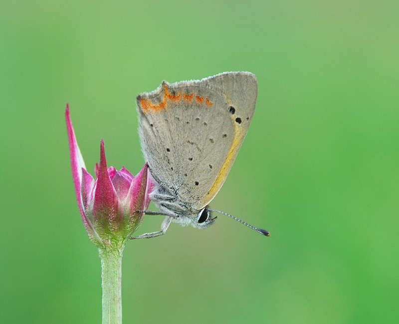 Czerwończyk żarek (Lycaena phlaeas)